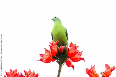 Birding tour from Manado city Grey-cheeked Green Pigeon (Treron griceicauda)