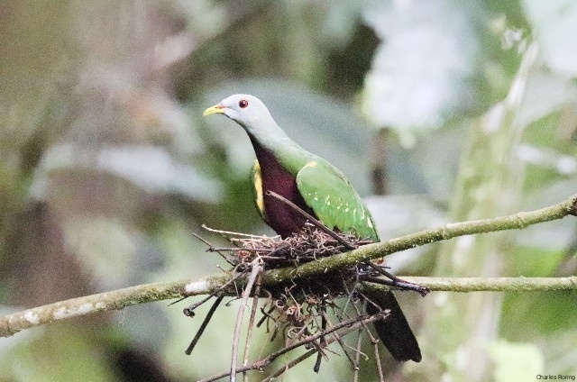 wompoo fruit dove