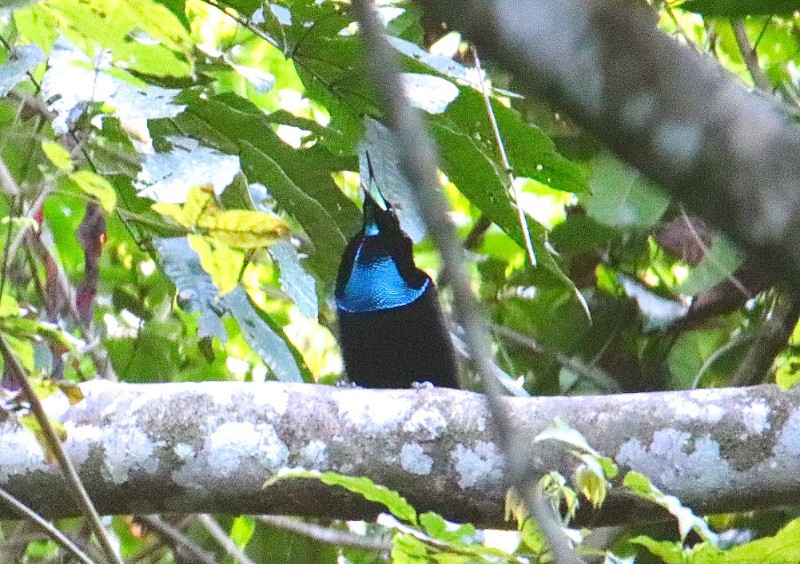 Burung Cendrawasih Dada Biru di Hutan Papua Barat