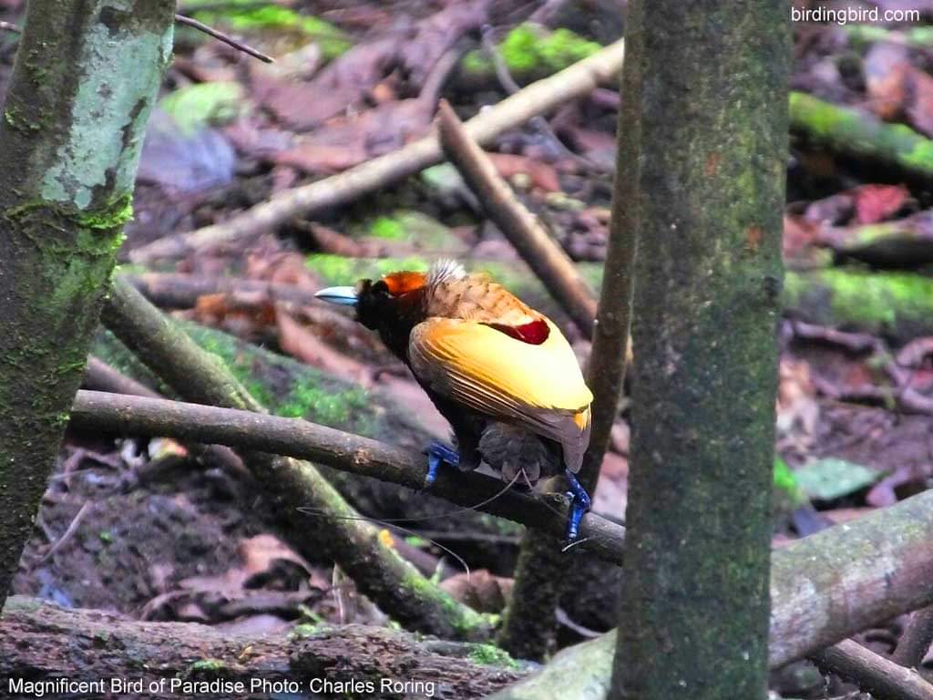 Wisata pemotretan burung Cendrawasih burung cendrawasih magnificent