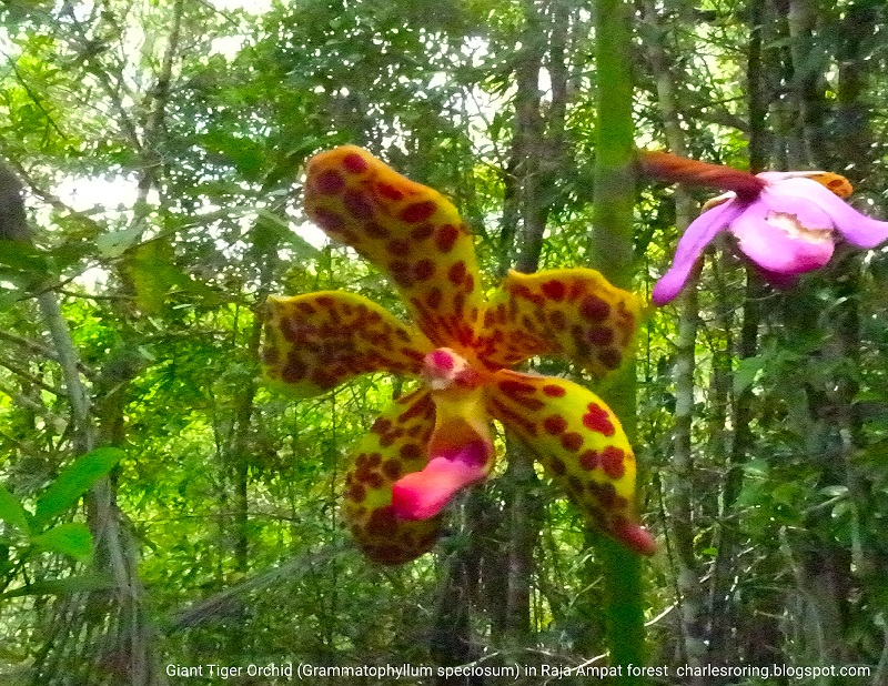 Rainforest flower in Waigeo