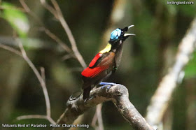 bird of raja ampat alt=