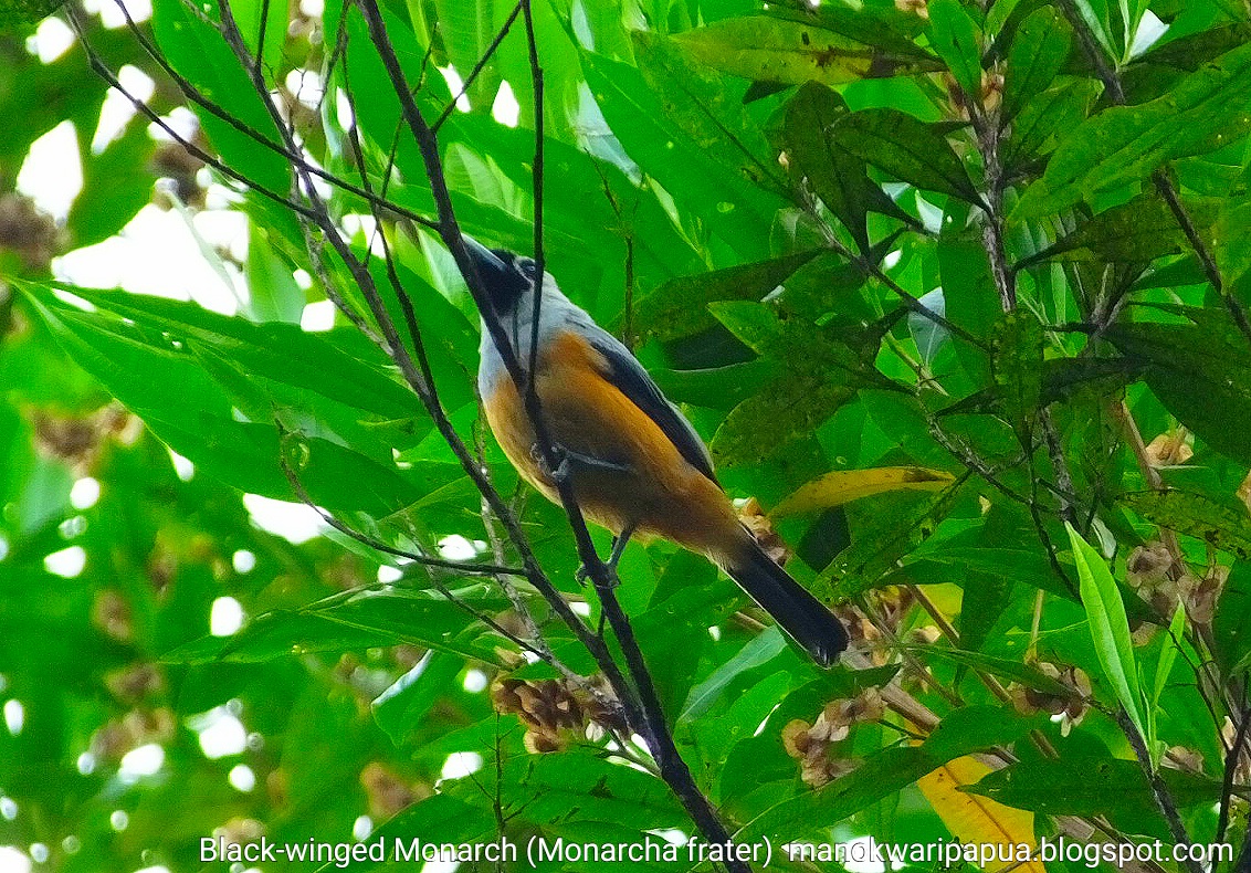 Black-winged Monarch (Monarcha frater)