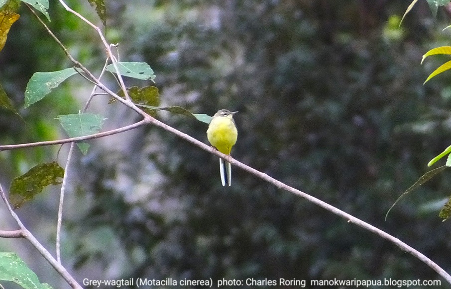 Grey Wagtail (Motacilla cinerea)