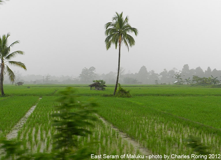 Wisata di Maluku Sawah di Pulau Serag Maluku