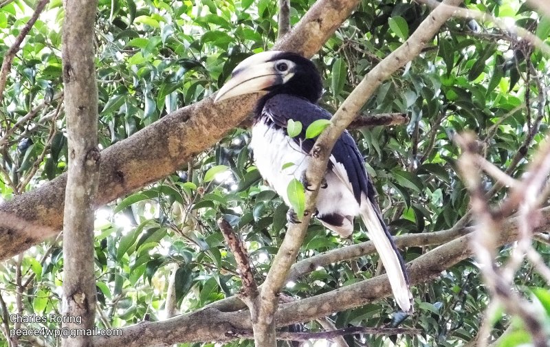 Birdwatching in Bali of Indonesia Oriental-pied Hornbill (Anthracoceros albirostris)