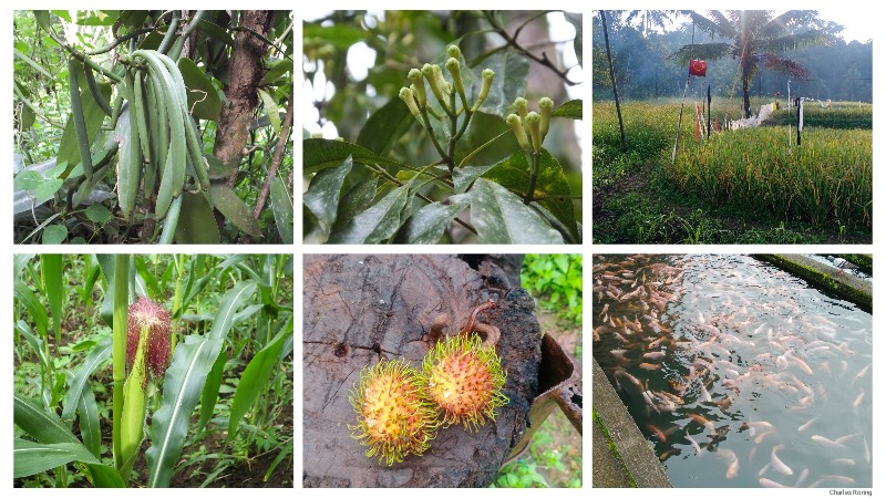 farm tour in Indonesia agricultural crops in Minahasa highland