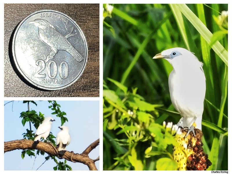 birding bali Leucopsar-rothschildi