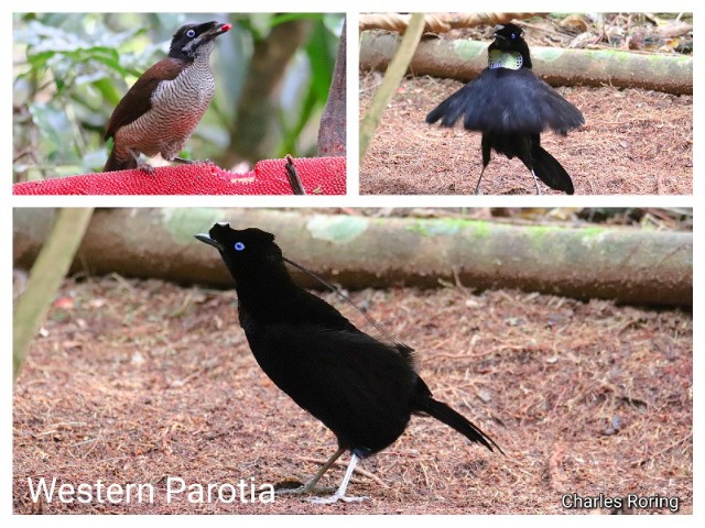 ballerina bird A male Western Parotia (Parotia sefilata) dances like a ballerina dancer to attract his female partner.