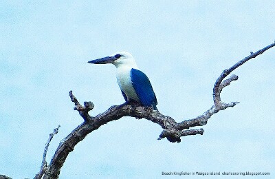 beach kingfisher in Waigeo island of Raja Ampat