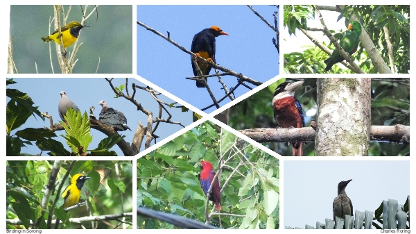 rufous-bellied kookaburra, brown oriole, Papuan Eclectus, Golden Monarch, Pinon Imperial Pigeon, Sahul Sunbird, Yellow-faced Myna, Papuan Eclectus