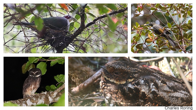 Rainforest tour in Lore Lindu National Park birds in Lore Lindu national park of north sulawesi