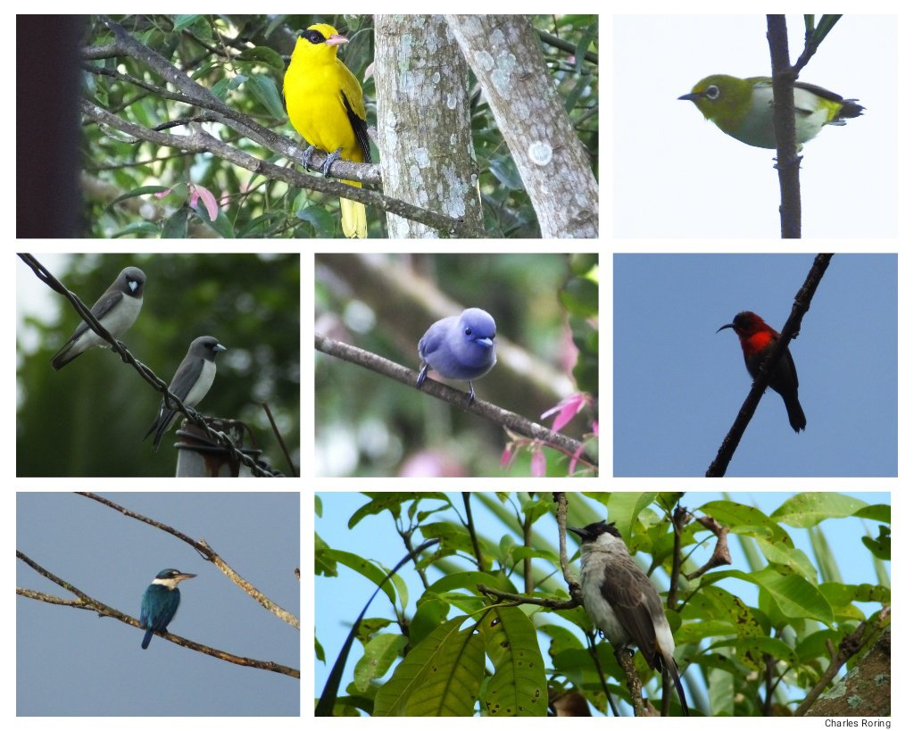 Wildlife holidays in Indonesia Black-naped Oriole, Warbling White-eye,White-breasted Woodswallow, Pale Blue Monarch, Crimson Sunbird, Collared Kingfisher, Sooty-headed Bulbul