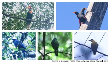 birdwatching and nature photography tour in Sulawesi island of Indonesia Knobbed Hornbill, Grossbeak Myna, Cerulean Cuckooshrike, Spot-tailed Goshawk, Black-naped Oriole.