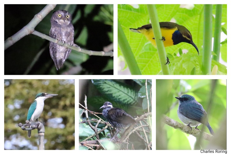 birding in north sulawesi birds of sulawesi