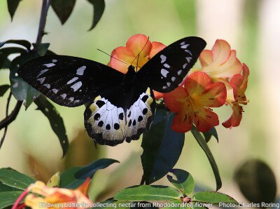 Birdwing Butterfly from Arfak mountains