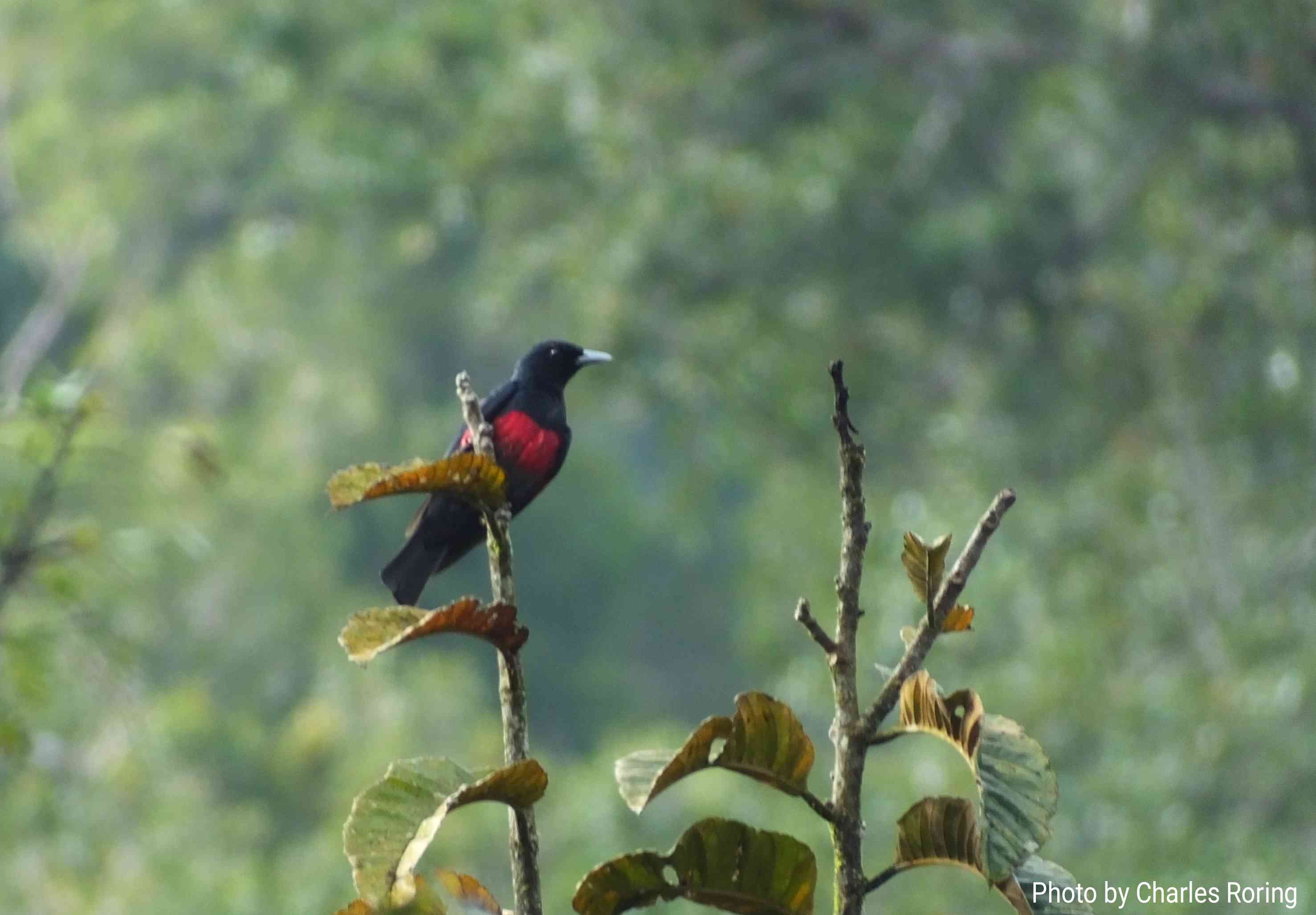 birdwatching in sumatra Indonesia black and crimson oriole