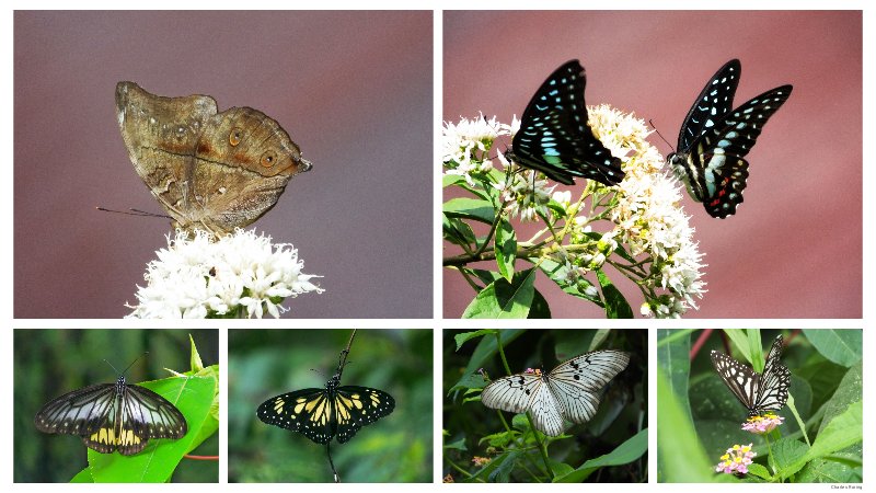 butterfly tour in Indonesia Celebes Leafwing, Meyer's Jay, Blanchard's Wood Nymph, Blanchard's Ghost