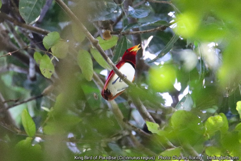 wisata pengamatan burung di Papua Barat King Bird of Paradise (Cicinnurus regius