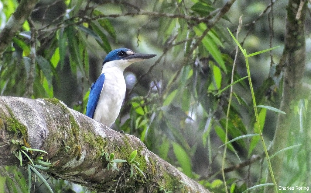 Collared Kingfisher