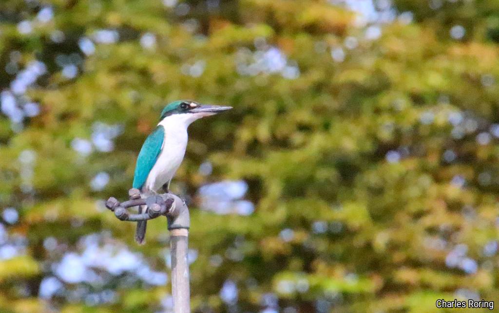 birdwatching in Minahasa collared kingfisher
