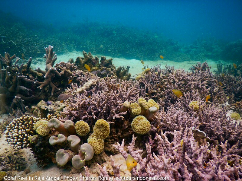 marine life in Raja Ampat Coral reef in Waigeo island of Raja Ampat