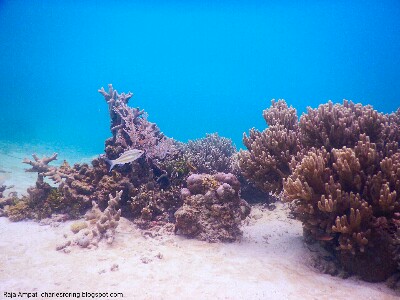 coral reef in Raja Ampat Underwater picture of coral reef