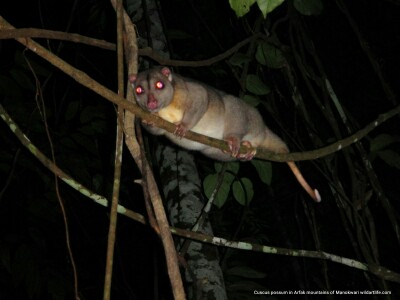 Cuscus possum in Susnguakti forest of Manokwari