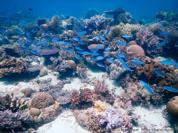 Foto terumbu karang Raja Ampat, Indonesia Wisata Snorkeling di Raja Ampat