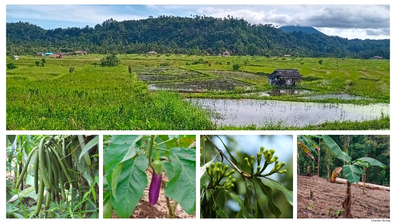 Farm Tour in Minahasa of Indonesia