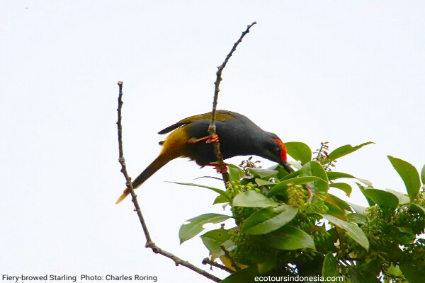 Fiery-browed Starling