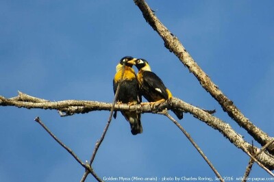 Wildlife Photography Tour in Indonesia Golden Myna in Malagufuk village of Sorong regency.