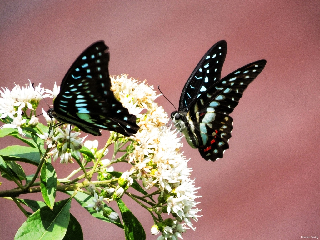 Butterfly watching and photography trip in Indonesia