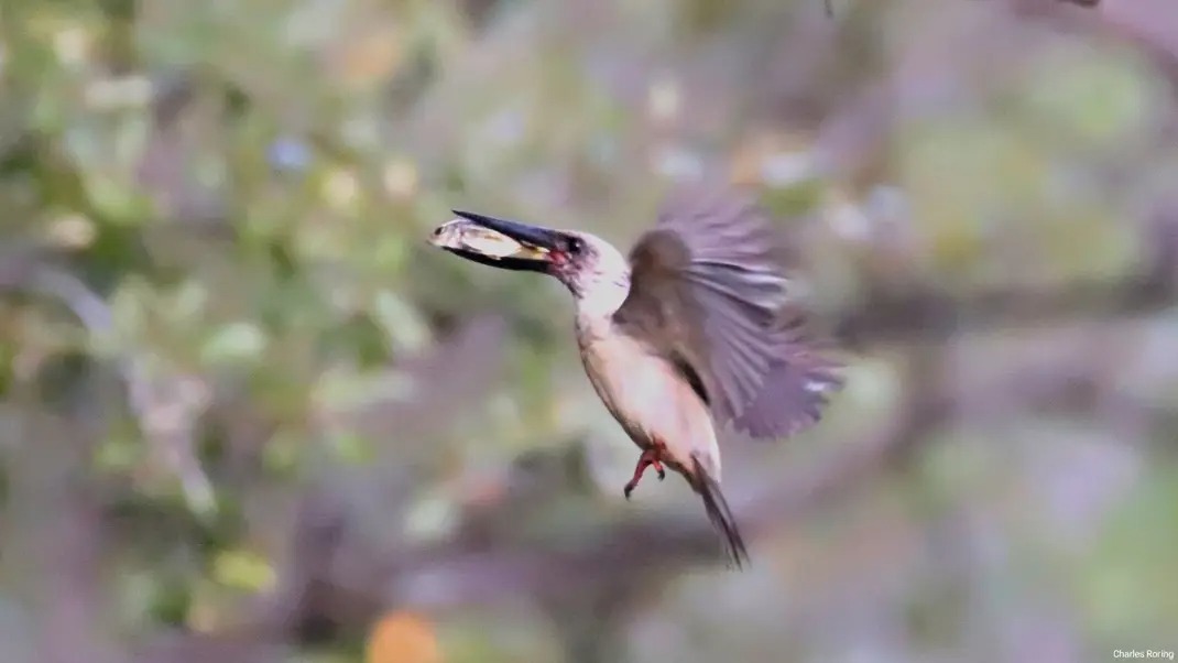 Great-billed Kingfisher in Naun River near Tangkoko National Park
