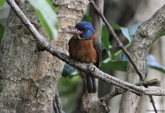 Green-backed Kingfisher in Tangkoko National Park
