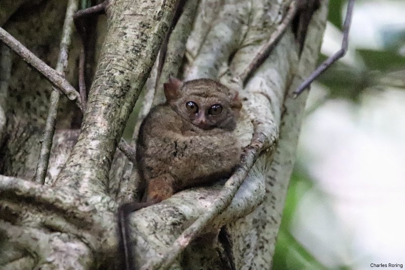 wildlife tour Indonesia tarsius tangkoko