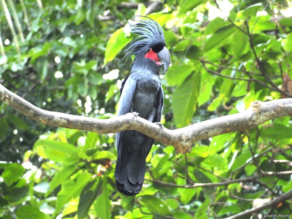burung endemik Papua Kakaktua Raja (Palm Cockatoo)
