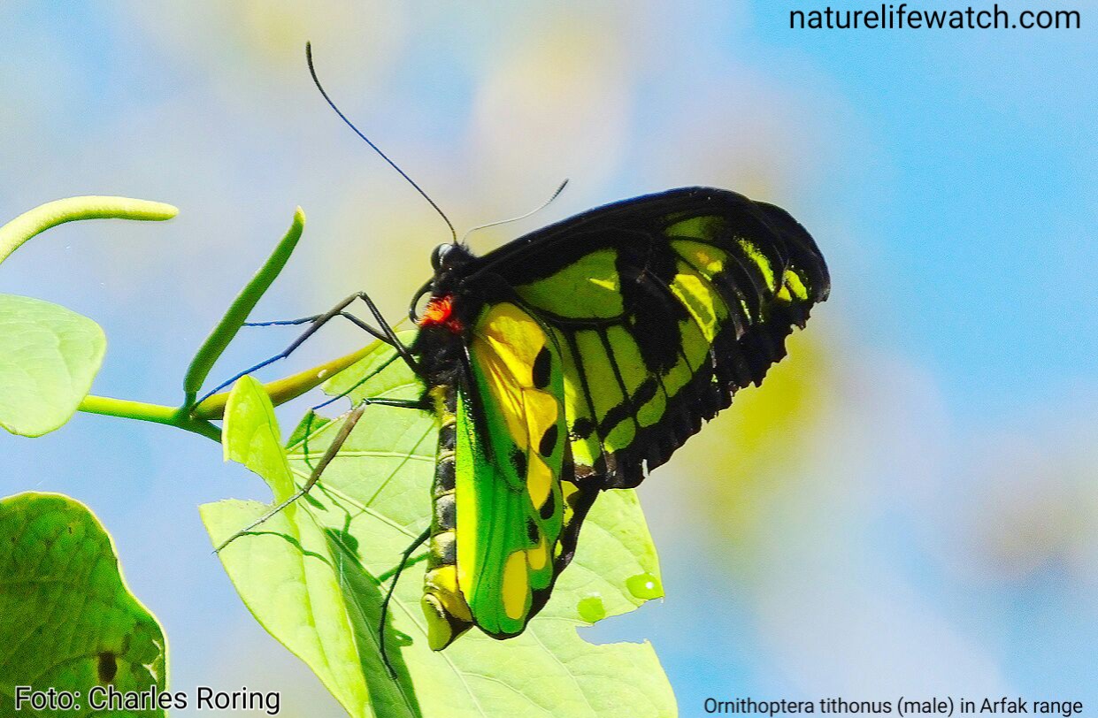 Birdwing butterfly in Arfak mountains