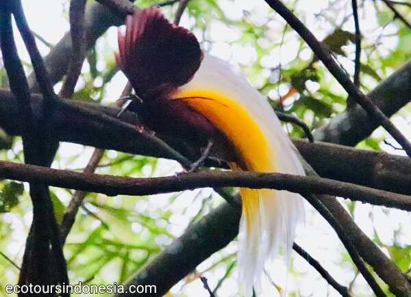 watching Bird of Paradise