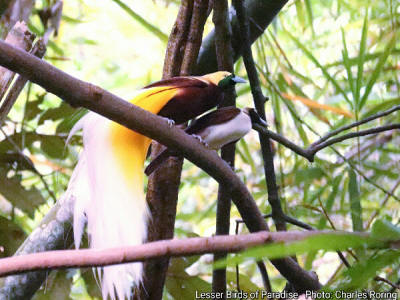 Birdwatching in Arfak mountains Lesser Birds of Paradise in Susnguakti forest of Manokwari