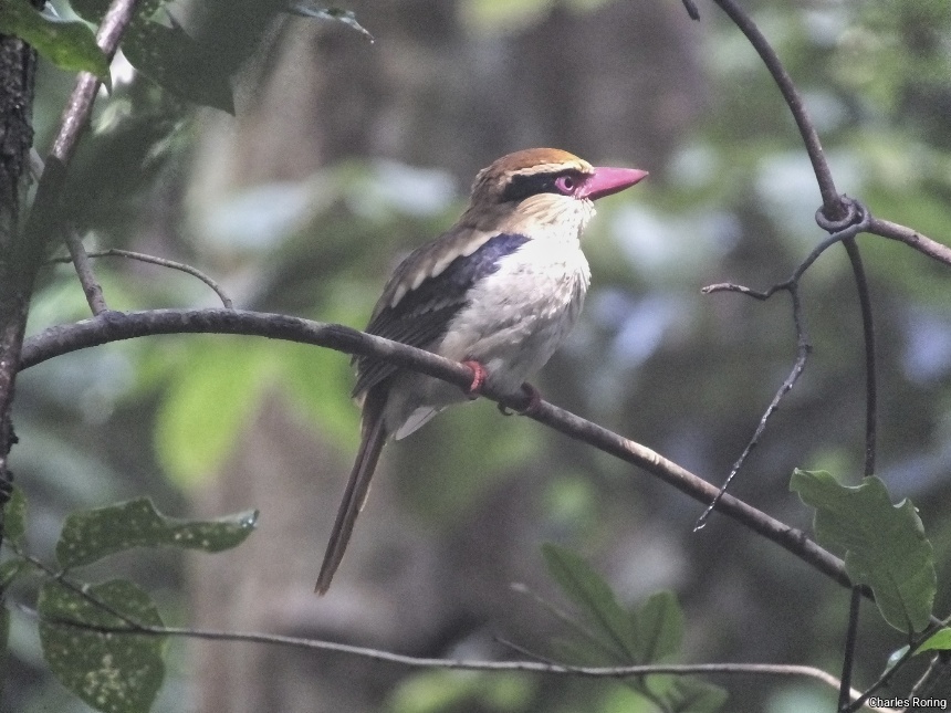 Birding Sulawesi Lilac Kingfisher (Cittura cyanotis)