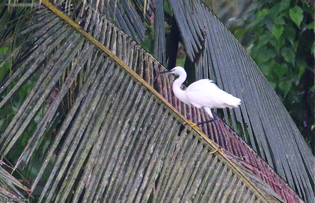birding in Jakarta Little Egret (<i>Egretta garzetta</i>)