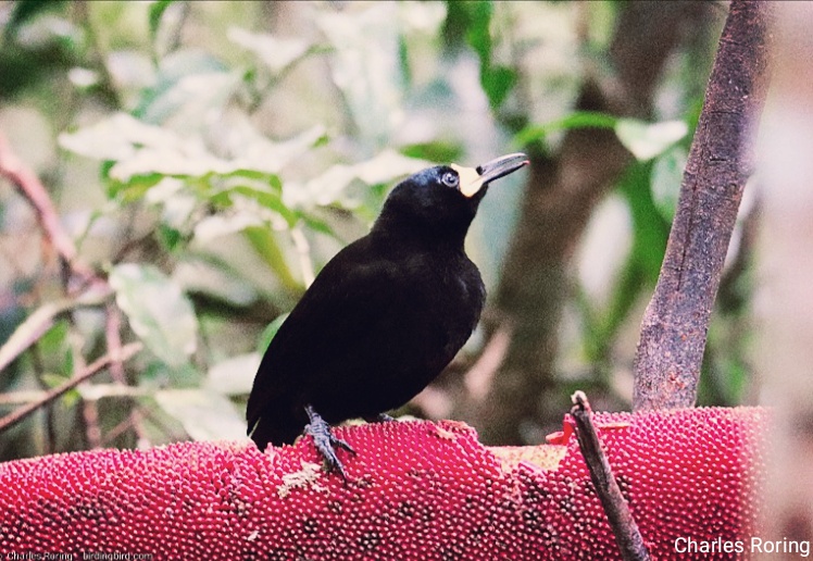 paradise bird of Arfak mountains Long-tailed Paradigalla bird of paradise