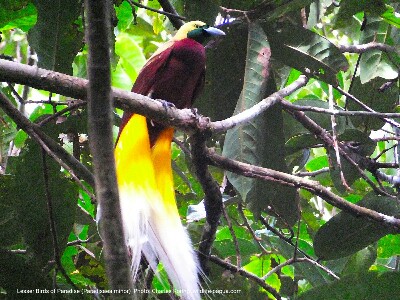 birds of paradise in Malagufuk forest of Sorong regency