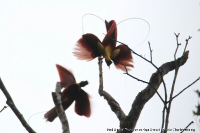Ekowisata di Raja Ampat Burung Cendrawasih Merah di Pulau Waigeo