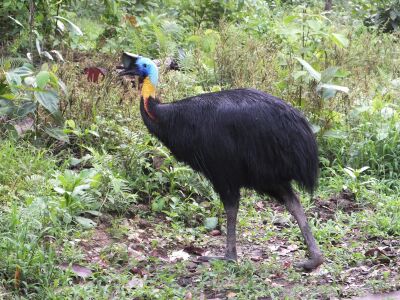 Northern Cassowary bird in Klabolo forest (Casuarius unappendiculatus)