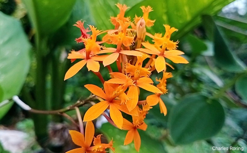 flower in Sulawesi orchid in Malino