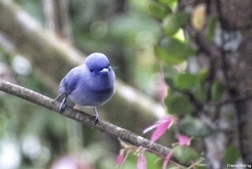 birdwatching and wildlife photography trip in Minahasa peninsula North Sulawesi Pale Blue Monarch (Hypothymis puella) in Sonder town of Minahasa highland