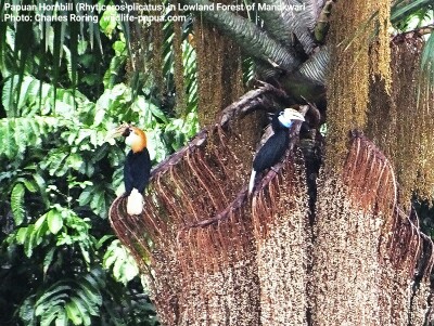 birdwatching in West Papua Blyth's hornbill (Rhyticeros plicatus)