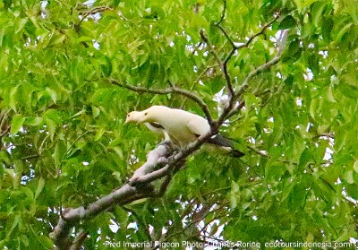 wisata pengamatan burung di Papua Barat kumkum putih